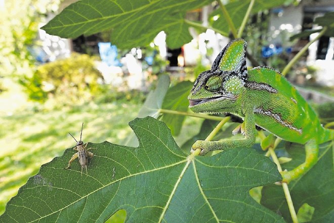 Učenec OŠ Vič Maj Kastelic zmagal na mednarodnem fotografskem natečaju revije National Geographic